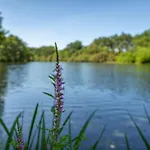 Кемпинг L'etang D'ardy *** *