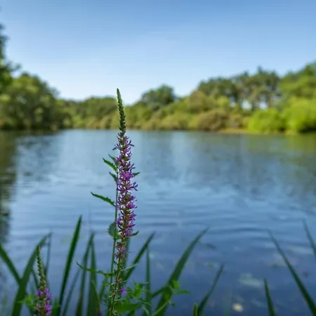 Campsite L'etang D'ardy *** *